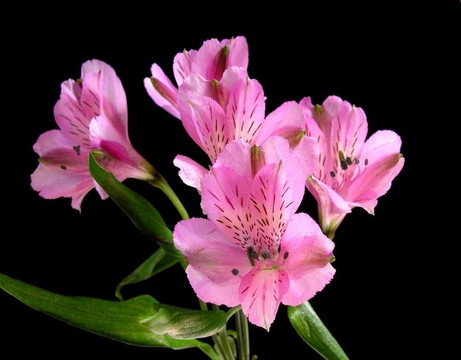 pervian Alstromeria粉紅色百合ligtu混合