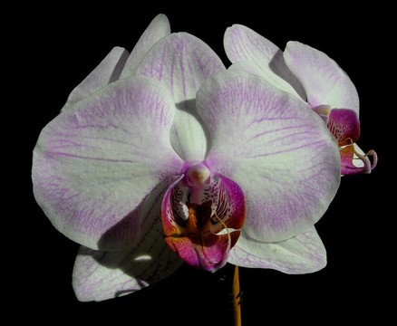 條紋的蝴蝶蘭- Phalaenopsis Newberry Parfait