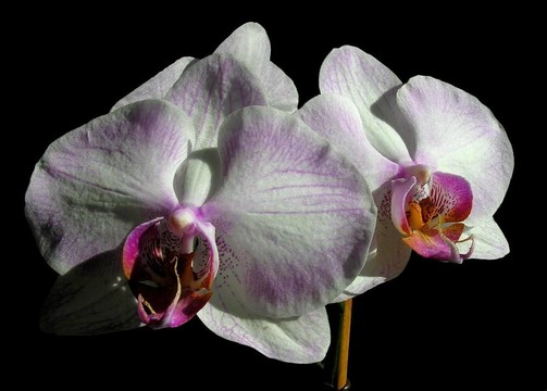 條紋的蝴蝶蘭- Phalaenopsis Newberry Parfait