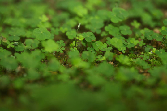 4片三葉草森林