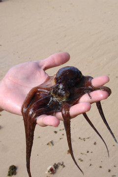 章魚(yú)