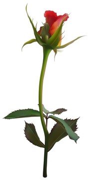 紅玫瑰花蕾