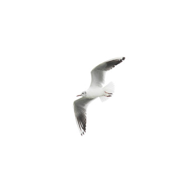 海鷗
