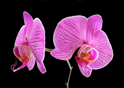 條紋的蝴蝶蘭- Phalaenopsis Matou Stripes