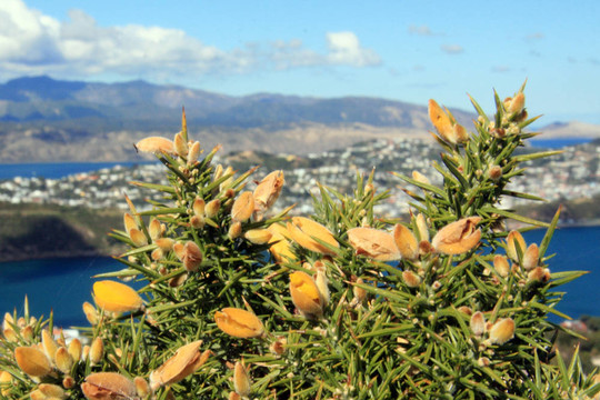 Mt Victoria；惠靈頓；新西蘭