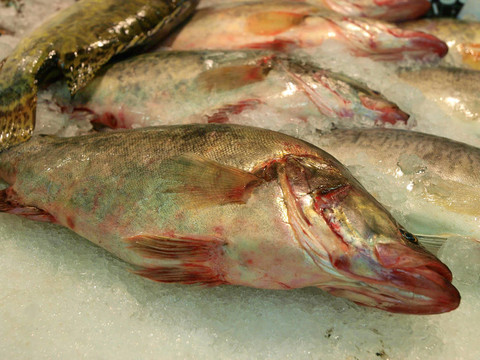 新鮮的魚