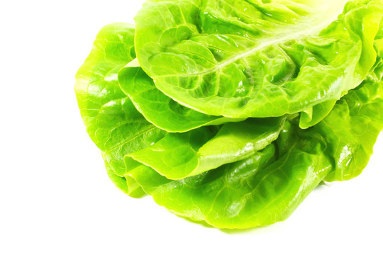 生菜