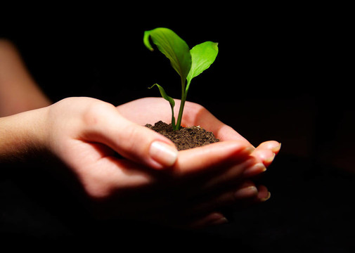 植物在手