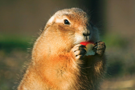 prairiedog吃蘋果