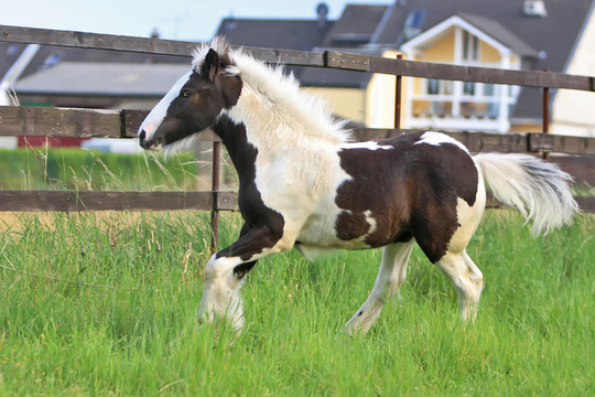兀的小馬駒