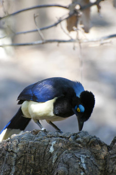藍(lán)鳥