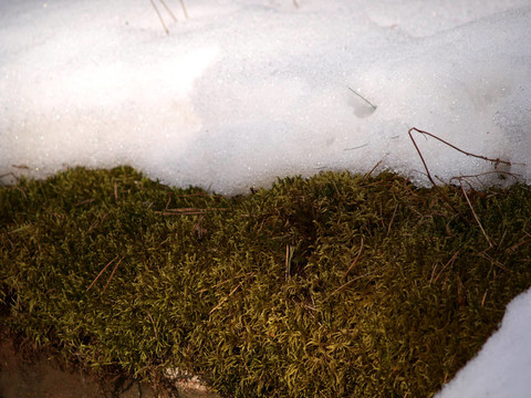 苔蘚和雪