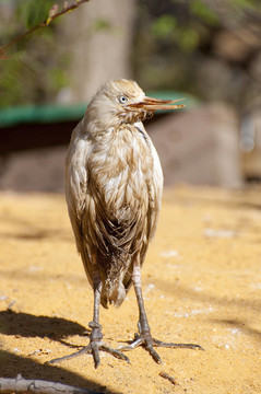 野生的鳥