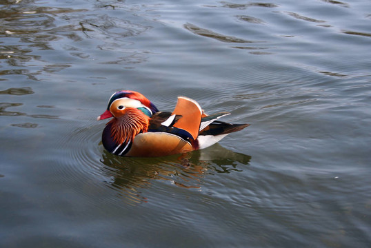 倫敦海德公園鴨