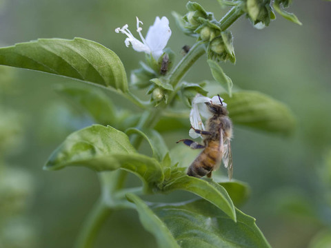 羅勒花上忙碌的蜜蜂