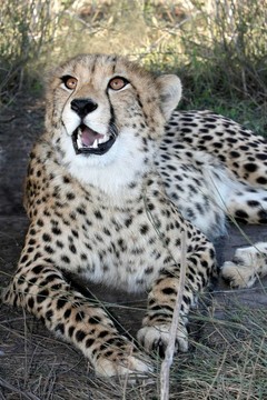 獵豹野生貓