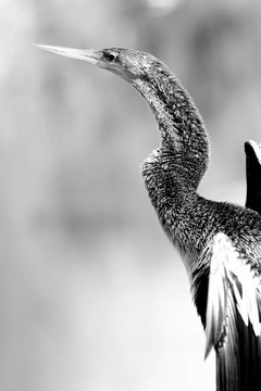 沼澤地的鳥
