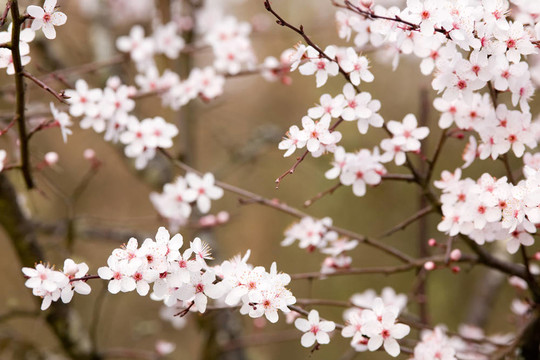 粉紅梅花