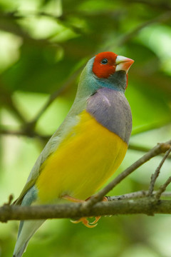 夫人胡錦鳥