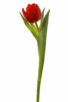 美麗的紅色的花