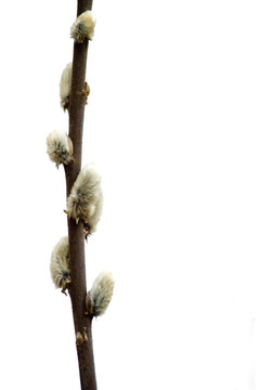 野生植物