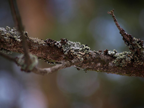 lichen moss與