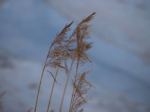 江草