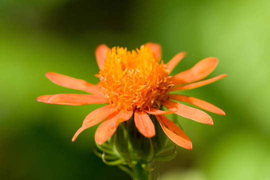 橙花
