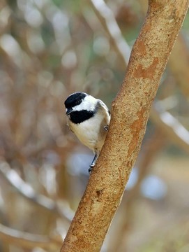 北卡羅來(lái)納山雀（Poecile carolinensis）