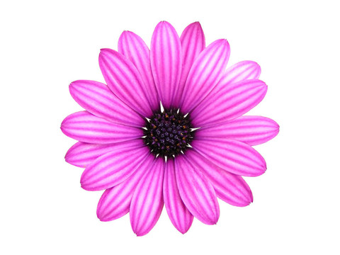 孤立的花