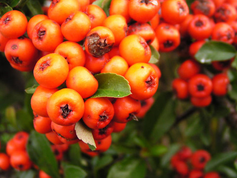 成熟的紅色花楸漿果