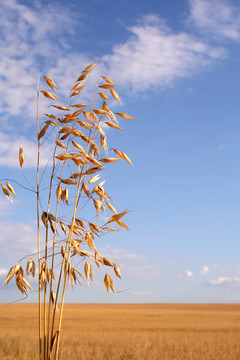 玉米田（燕麥）
