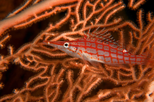 長鼻鷹魚