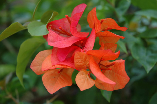 紅色的花