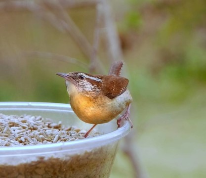 Bewick s Wren（thryomanes bewickii）