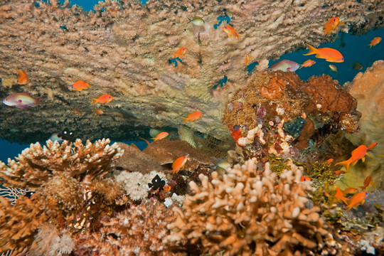 珊瑚和魚(yú)