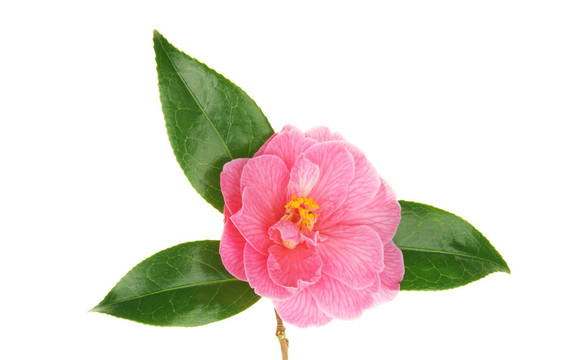 山茶花和葉子