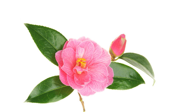 油茶花和芽