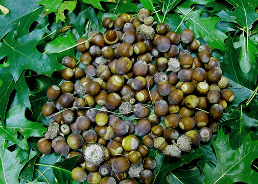 橡子，橡樹的葉子