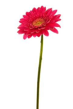紅色的花