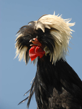 波蘭鳳頭雞
