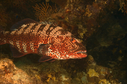 coralgrouper