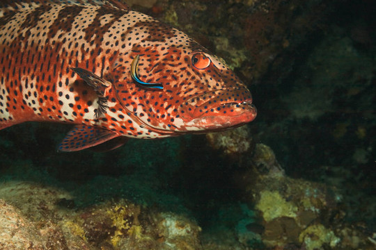 coralgrouper