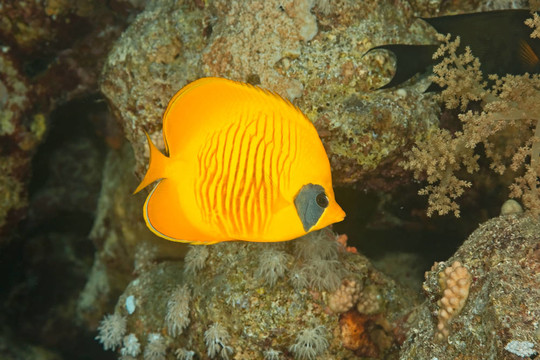 蒙面的蝴蝶魚