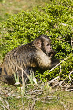 棕黃色的頭Capuchin Monkey