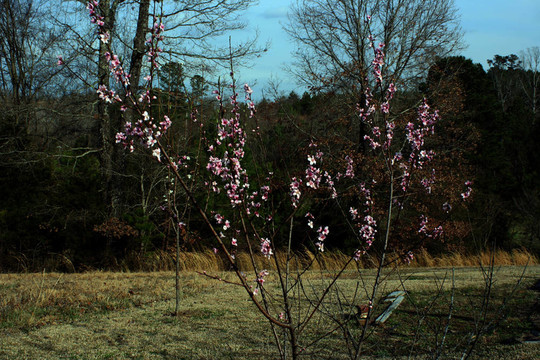 桃樹(shù)開(kāi)花