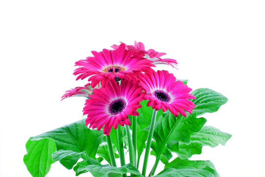 粉色非洲菊