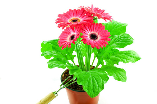 粉色非洲菊在盆栽花卉斬波器