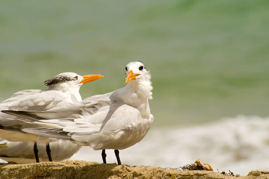 seagul