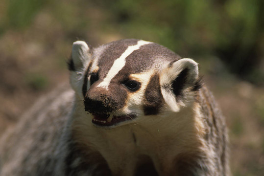 獾